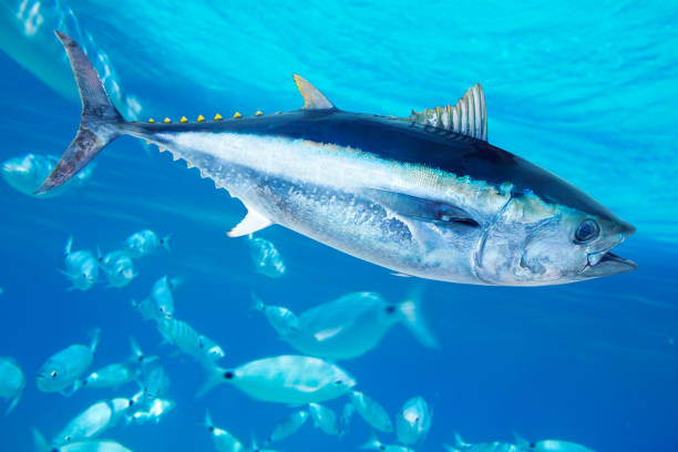 Fresh Tuna Fish Meat (kg)